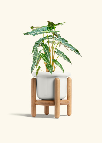 Alocasia Polly in a 6 inches Fat Lip White Planter in a Beech Wood Stand
