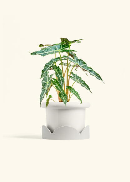 Alocasia Polly in a 6 inches Fat Lip White Planter in a Oat Petal Drip Tray