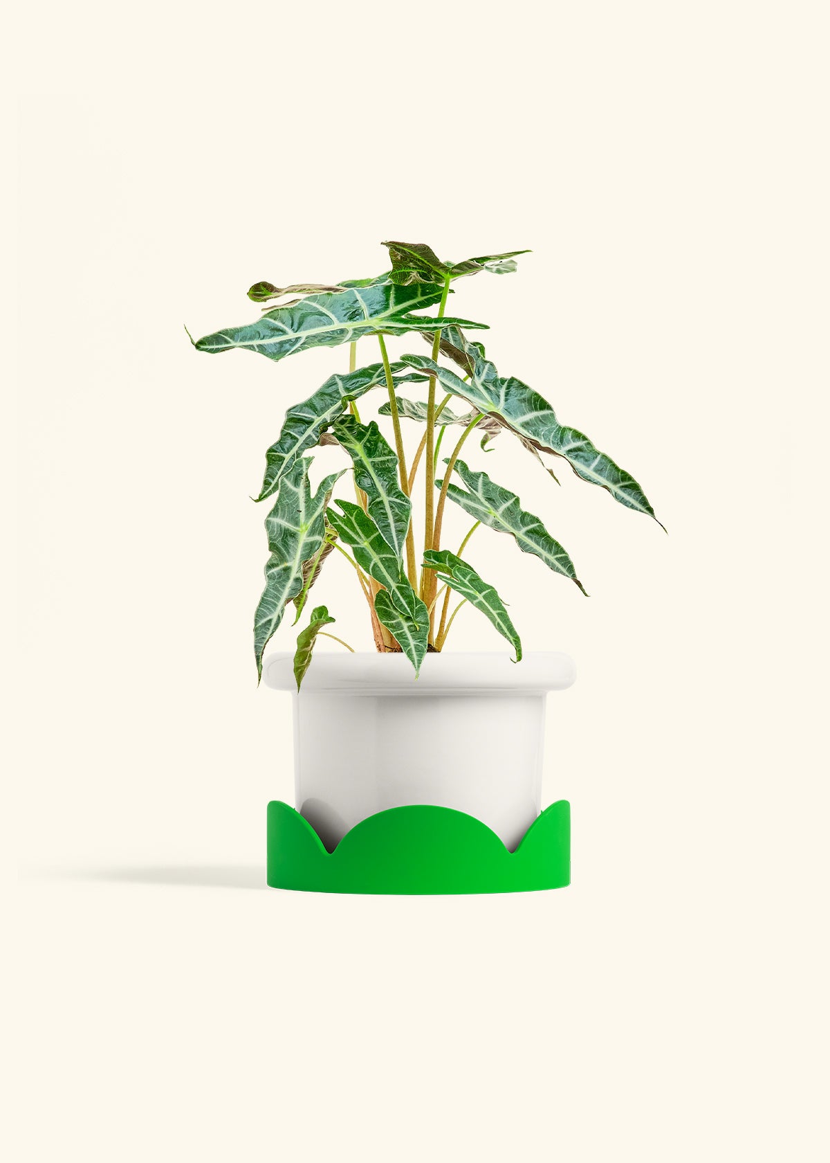 Alocasia Polly in a 6 inches Fat Lip White Planter in a Shamrock Petal Drip Tray
