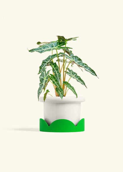 Alocasia Polly in a 6 inches Fat Lip White Planter in a Shamrock Petal Drip Tray