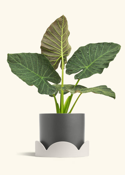 Alocasia Regal Shields in a 10 inches Charcoal Classic Cylinder Planter in a Oat Petal Drip Tray