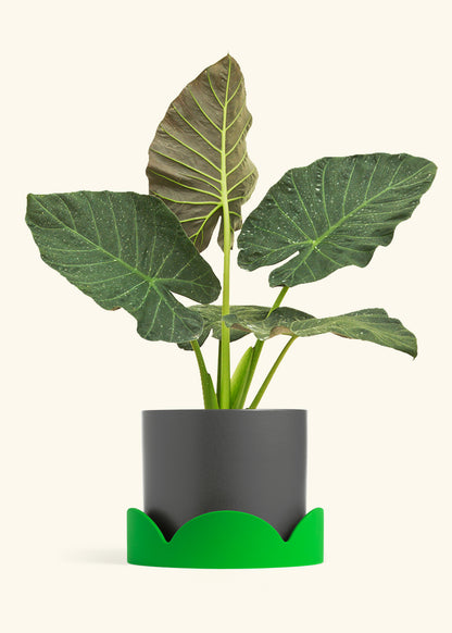 Alocasia Regal Shields in a 10 inches Charcoal Classic Cylinder Planter in a Shamrock Petal Drip Tray
