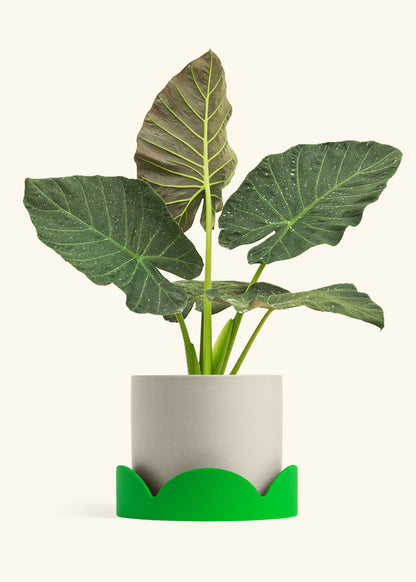 Alocasia Regal Shields in a 10 inches Oat Classic Cylinder Planter in a Shamrock Petal Drip Tray