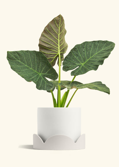 Alocasia Regal Shields in a 10 inches White Classic Cylinder Planter in a Oat Petal Drip Tray