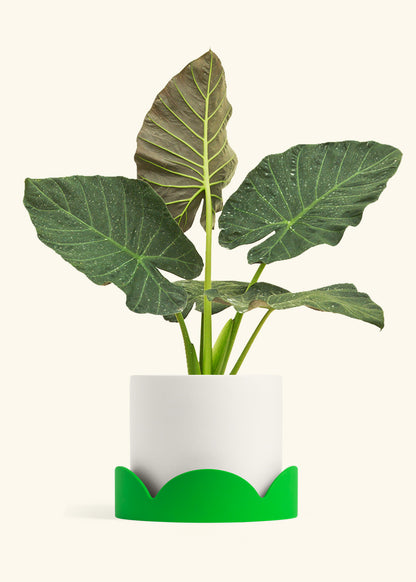 Alocasia Regal Shields in a 10 inches White Classic Cylinder Planter in a Shamrock Petal Drip Tray