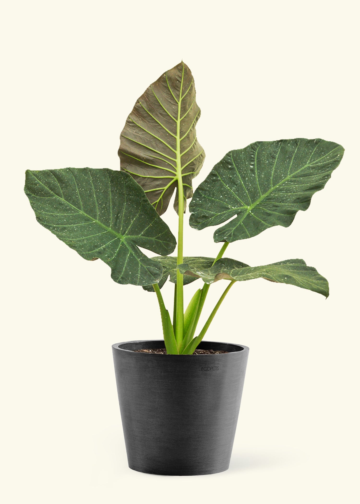 Regal Shields Elephant Ear (Alocasia odora x reginula) – Rooted