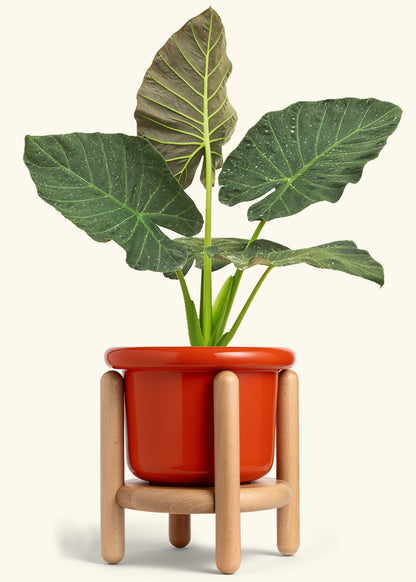 Alocasia Regal Shields in a 10 inches Fat Lip Red Planter in a Beech Wood Stand