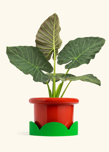 Alocasia Regal Shields in a 10 inches Fat Lip Red Planter in a Shamrock Petal Drip Tray