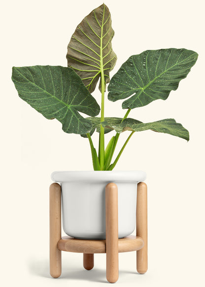 Alocasia Regal Shields in a 10 inches Fat Lip White Planter in a Beech Wood Stand