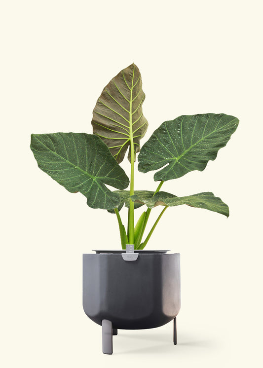 Alocasia 'Regal Shields' in a 10 inches charcoal self watering pot