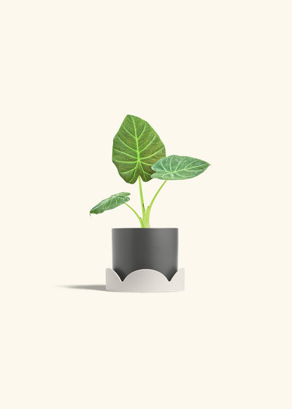 Alocasia Regal Shields in a 4 inches Charcoal Classic Cylinder Planter in a Oat Petal Drip Tray