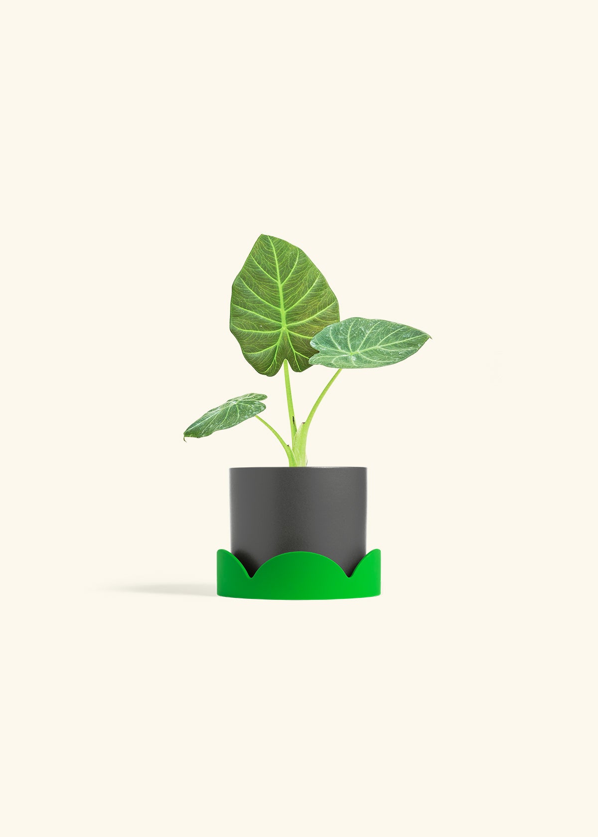 Alocasia Regal Shields in a 4 inches Charcoal Classic Cylinder Planter in a Shamrock Petal Drip Tray