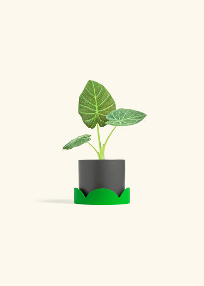 Alocasia Regal Shields in a 4 inches Charcoal Classic Cylinder Planter in a Shamrock Petal Drip Tray