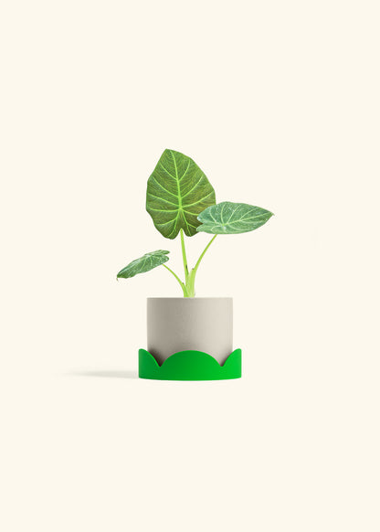 Alocasia Regal Shields in a 4 inches Oat Classic Cylinder Planter in a Shamrock Petal Drip Tray