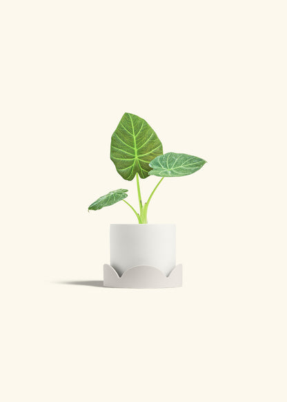 Alocasia Regal Shields in a 4 inches White Classic Cylinder Planter in a Oat Petal Drip Tray