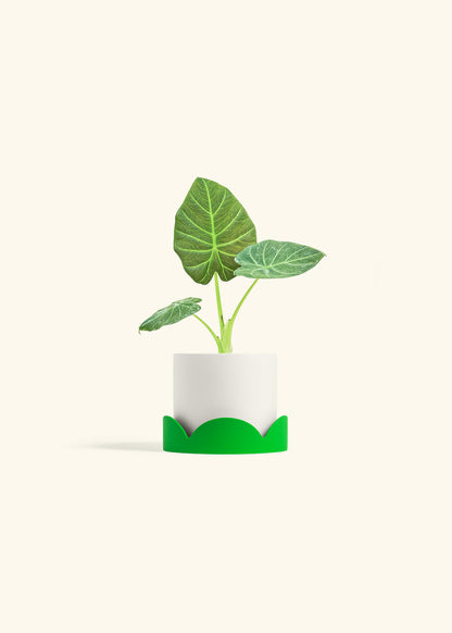Alocasia Regal Shields in a 4 inches White Classic Cylinder Planter in a Shamrock Petal Drip Tray