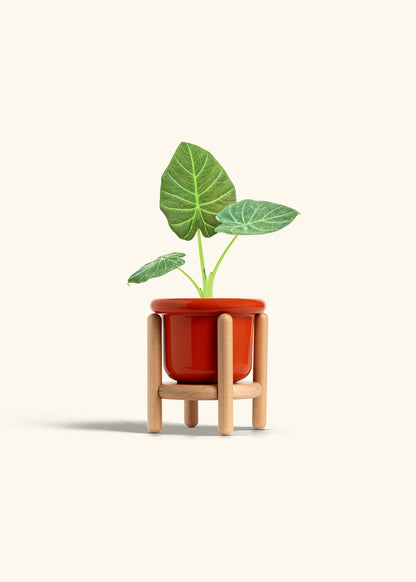 Alocasia Regal Shields in a 4 inches Fat Lip Red Planter in a Beech Wood Stand