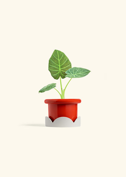 Alocasia Regal Shields in a 4 inches Fat Lip Red Planter in a Oat Petal Drip Tray