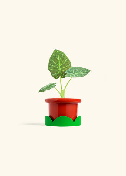 Alocasia Regal Shields in a 4 inches Fat Lip Red Planter in a Shamrock Petal Drip Tray