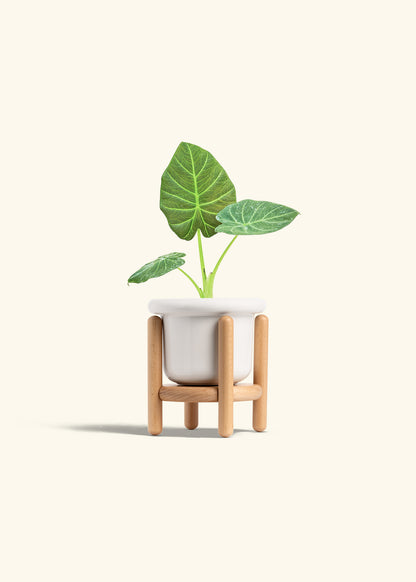 Alocasia Regal Shields in a 4 inches Fat Lip White Planter in a Beech Wood Stand