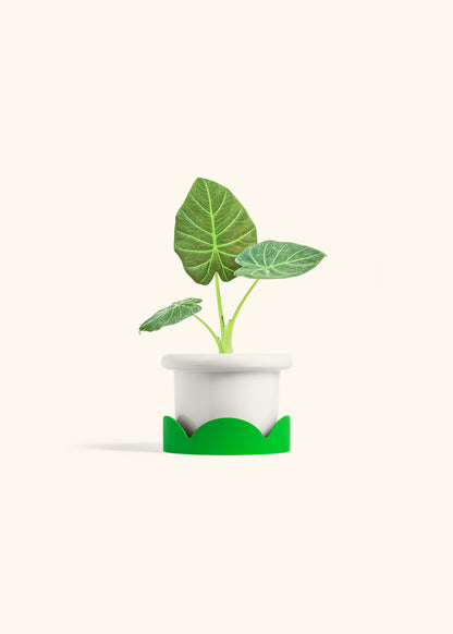 Alocasia Regal Shields in a 4 inches Fat Lip White Planter in a Shamrock Petal Drip Tray