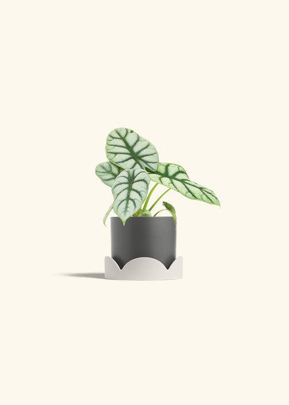 Alocasia Silver Dragon in a 4 inches Charcoal Classic Cylinder Planter in a Oat Petal Drip Tray