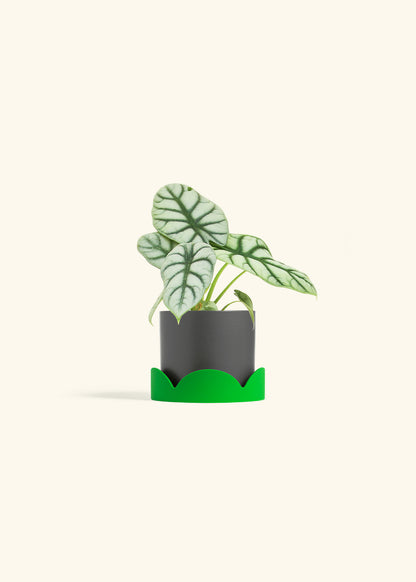 Alocasia Silver Dragon in a 4 inches Charcoal Classic Cylinder Planter in a Shamrock Petal Drip Tray