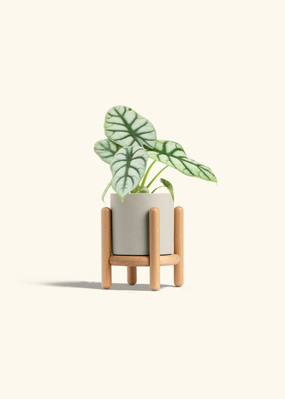 Alocasia Silver Dragon in a 4 inches Oat Classic Cylinder Planter in a Beech Wood Stand
