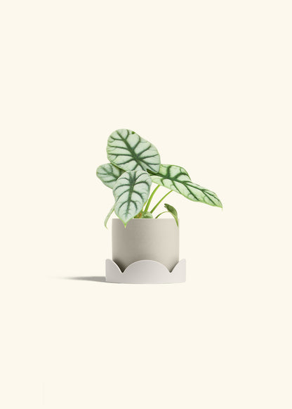 Alocasia Silver Dragon in a 4 inches Oat Classic Cylinder Planter in a Oat Petal Drip Tray