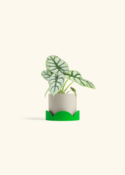Alocasia Silver Dragon in a 4 inches Oat Classic Cylinder Planter in a Shamrock Petal Drip Tray