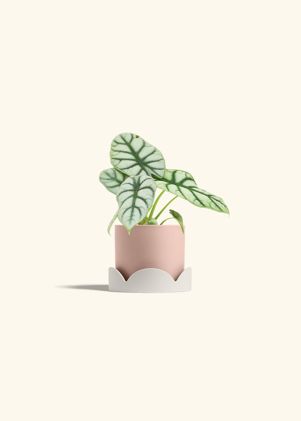 Alocasia Silver Dragon in a 4 inches Pink Classic Cylinder Planter in a Oat Petal Drip Tray