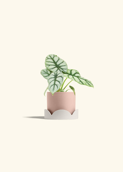 Alocasia Silver Dragon in a 4 inches Pink Classic Cylinder Planter in a Oat Petal Drip Tray