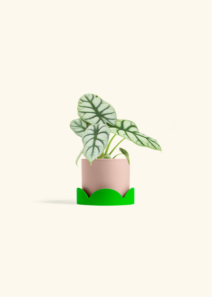 Alocasia Silver Dragon in a 4 inches Pink Classic Cylinder Planter in a Shamrock Petal Drip Tray