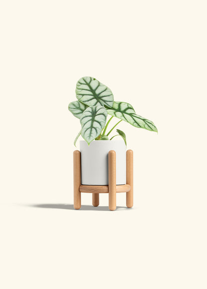 Alocasia Silver Dragon in a 4 inches White Classic Cylinder Planter in a Beech Wood Stand