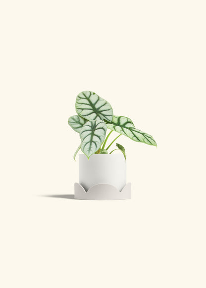 Alocasia Silver Dragon in a 4 inches White Classic Cylinder Planter in a Oat Petal Drip Tray
