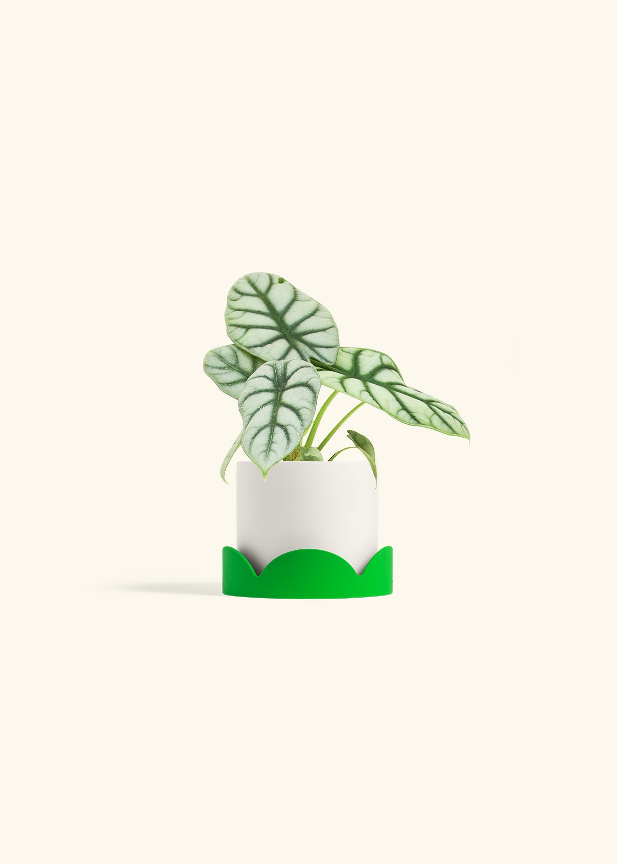 Alocasia Silver Dragon in a 4 inches White Classic Cylinder Planter in a Shamrock Petal Drip Tray