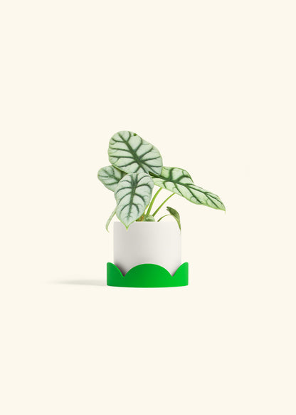 Alocasia Silver Dragon in a 4 inches White Classic Cylinder Planter in a Shamrock Petal Drip Tray