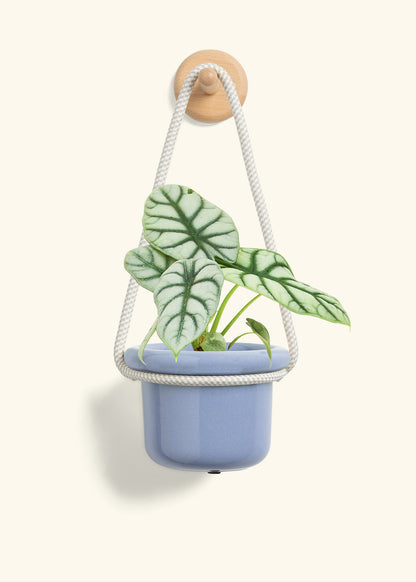 Alocasia 'Silver Dragon', Small