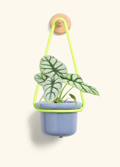 Alocasia 'Silver Dragon', Small