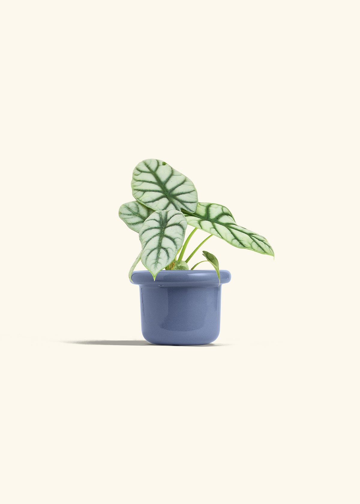 Alocasia Silver Dragon in a 4 inches Fat Lip Blue Planter 
