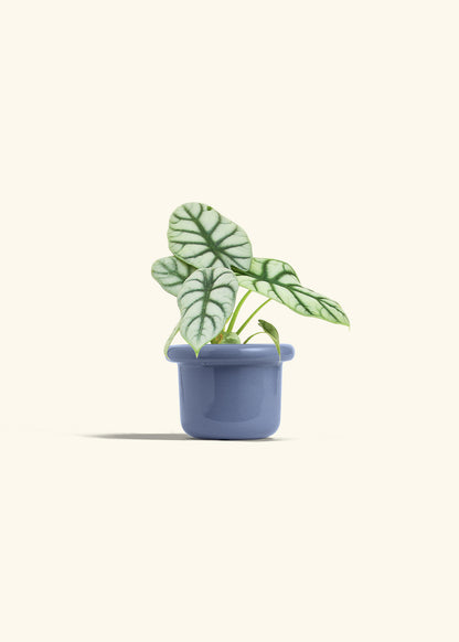 Alocasia Silver Dragon in a 4 inches Fat Lip Blue Planter 