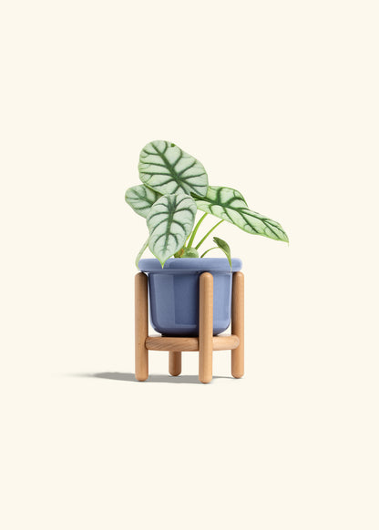 Alocasia Silver Dragon in a 4 inches Fat Lip Blue Planter in a Beech Wood Stand