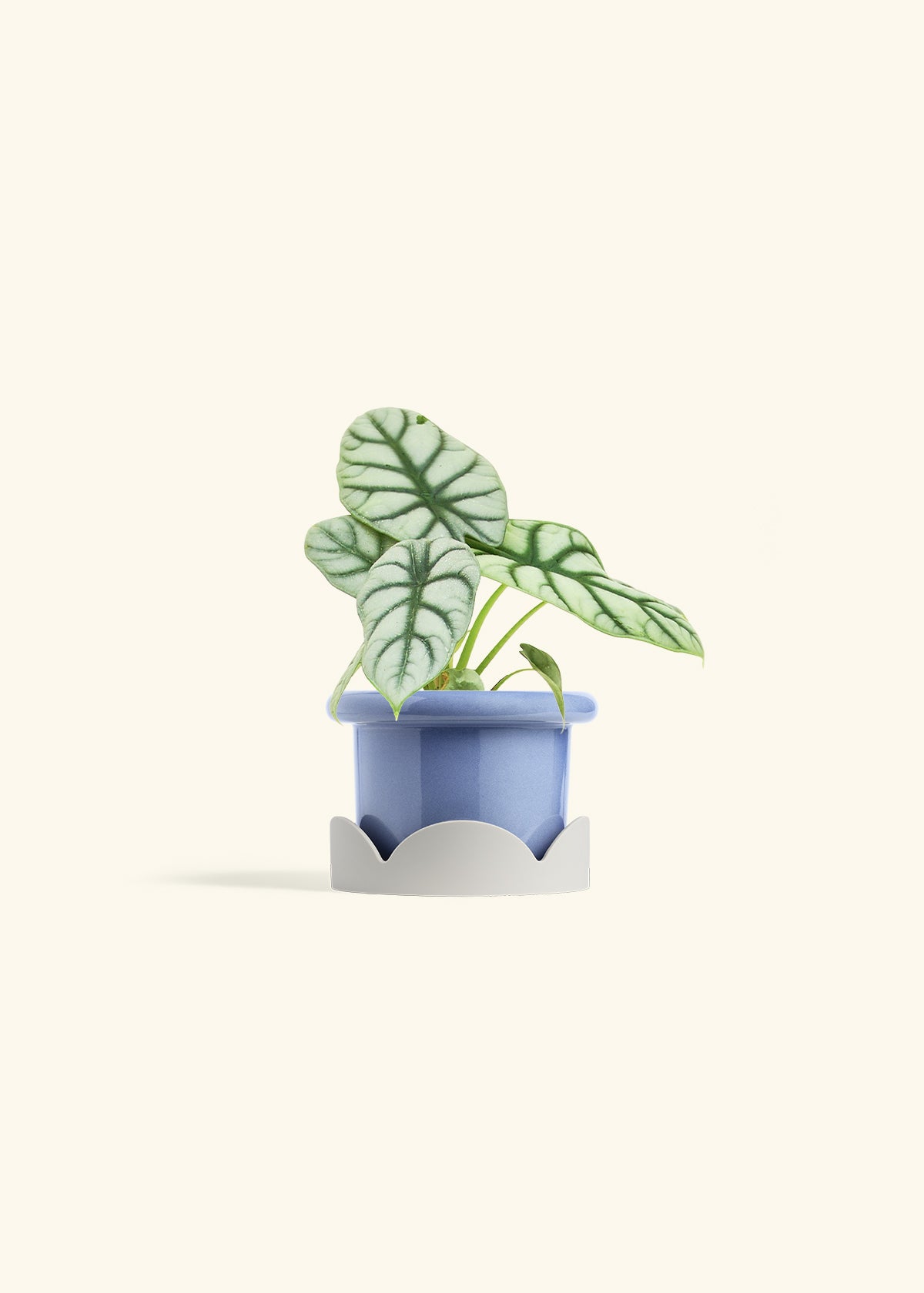 Alocasia Silver Dragon in a 4 inches Fat Lip Blue Planter in a Oat Petal Drip Tray