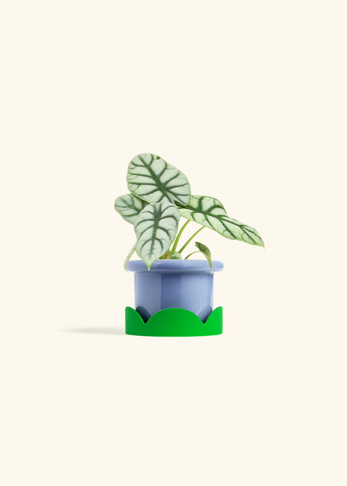 Alocasia Silver Dragon in a 4 inches Fat Lip Blue Planter in a Shamrock Petal Drip Tray