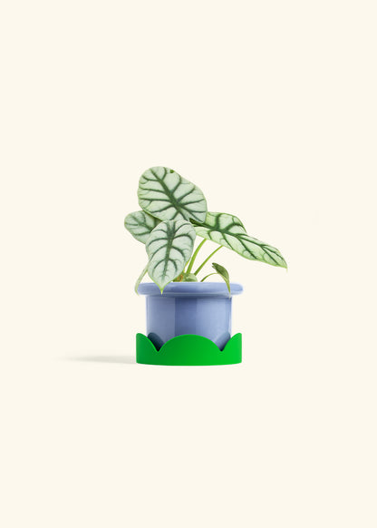 Alocasia Silver Dragon in a 4 inches Fat Lip Blue Planter in a Shamrock Petal Drip Tray