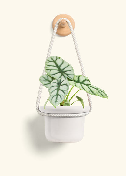 Alocasia 'Silver Dragon', Small