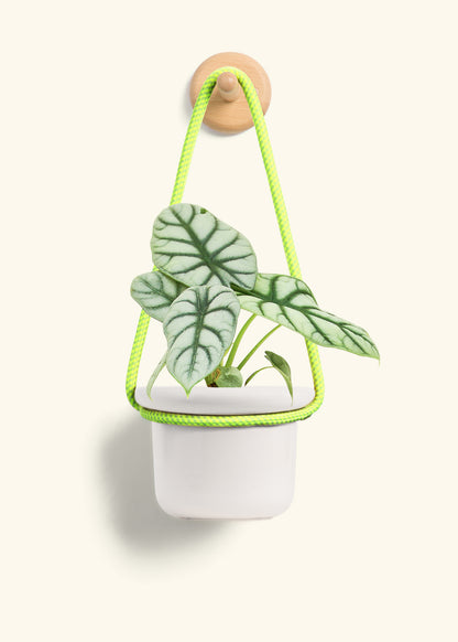 Alocasia 'Silver Dragon', Small