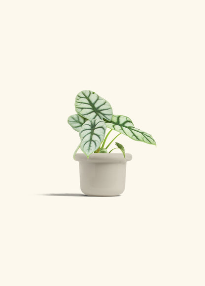 Alocasia Silver Dragon in a 4 inches Fat Lip Oat Planter 