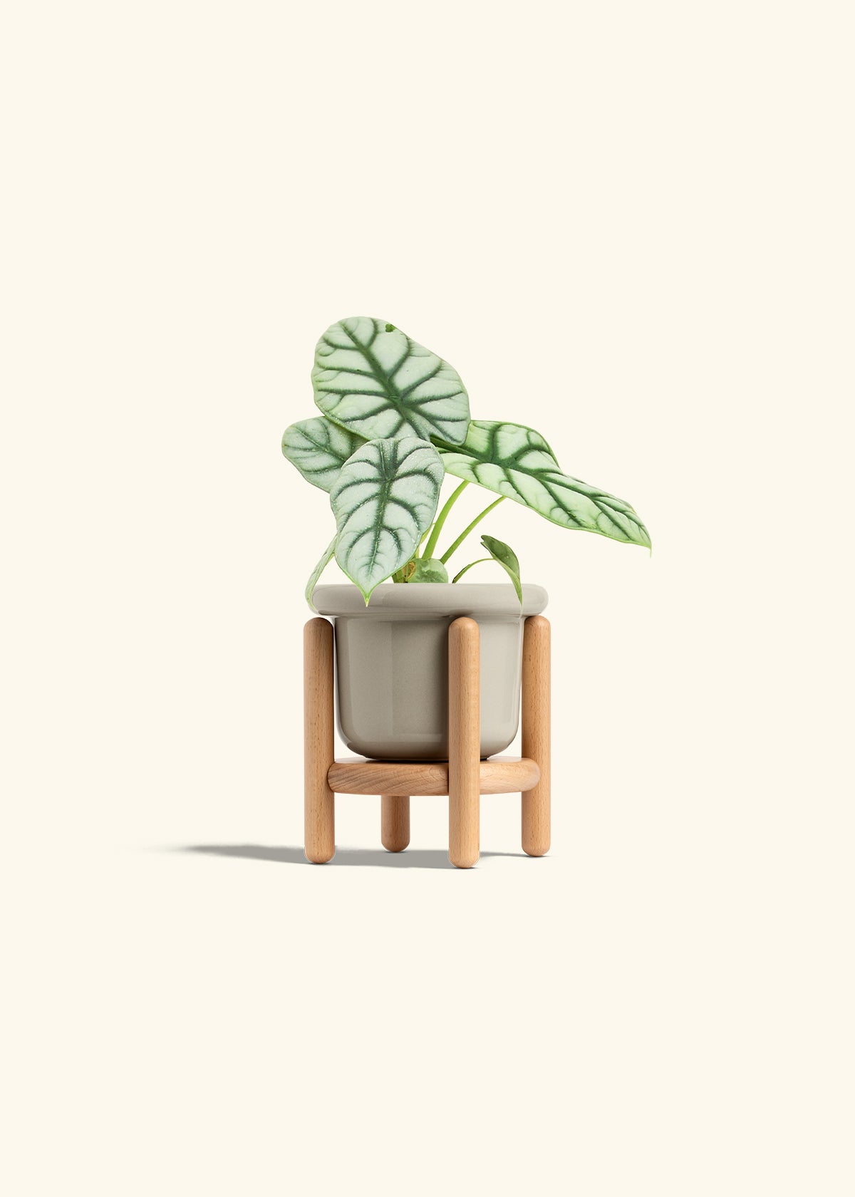 Alocasia Silver Dragon in a 4 inches Fat Lip Oat Planter in a Beech Wood Stand