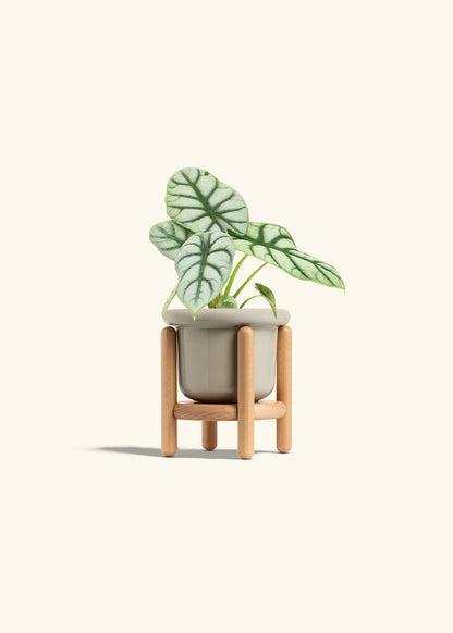 Alocasia Silver Dragon in a 4 inches Fat Lip Oat Planter in a Beech Wood Stand